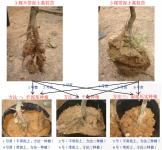 冬季荔枝苗移植方法试