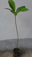 ľ̹ 񣨸50-70cm