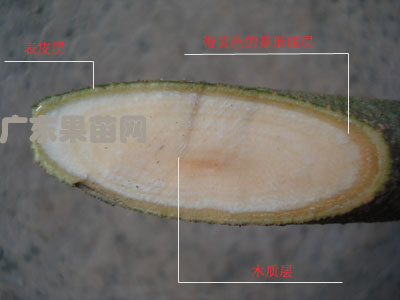 果苗嫁接成活原理-广东果苗网-果苗试验,果苗种植;; 砧木的形成层与